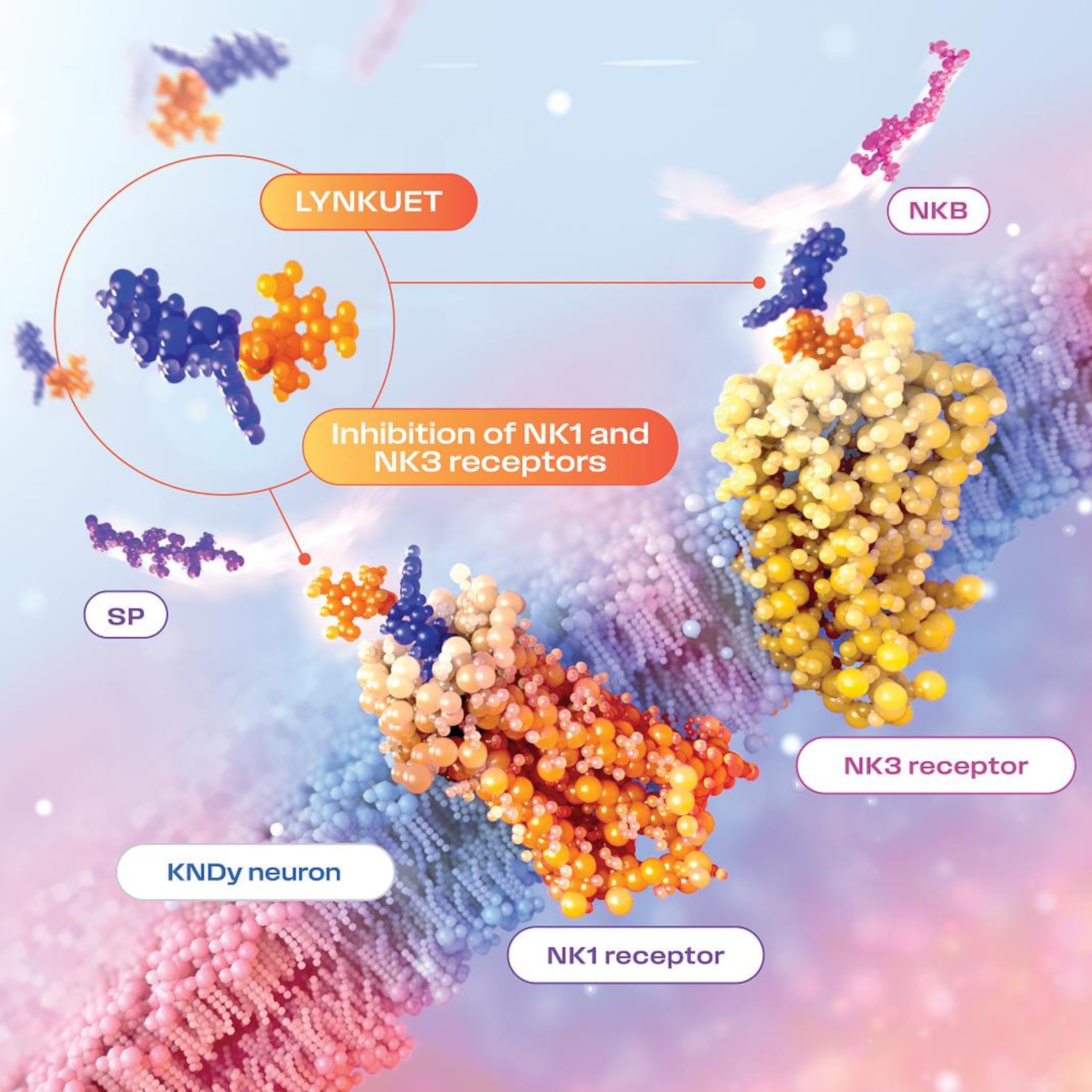 LYNKUET (elinzanetant) mechanism of action